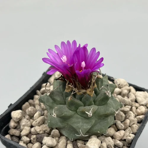 Turbinicarpus alonsoi xichu – Vaso 7 cm pianta adulta