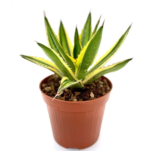 Agave Lophantha Quadricolor – Vaso 12