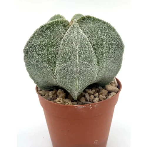 Astrophytum Myriostigma