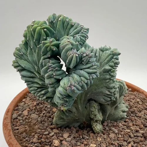 Myrtillocactus Geometrizans Strictus – Vaso 18
