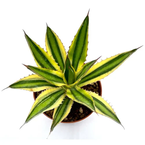 Agave Lophantha Quadricolor – Vaso 12
