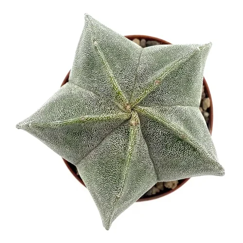Astrophytum Myriostigma