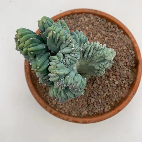 Myrtillocactus Geometrizans Strictus – Vaso 18