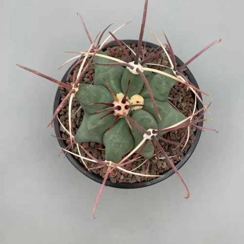 Ferocactus Emoryi – Vaso 14