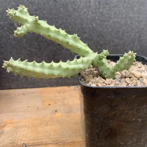 Edithcolea grandis  Somalia vaso 7