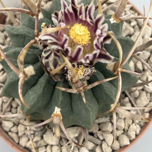 Echinofossulocactus coptonogonus spina lunga vaso 10.cm