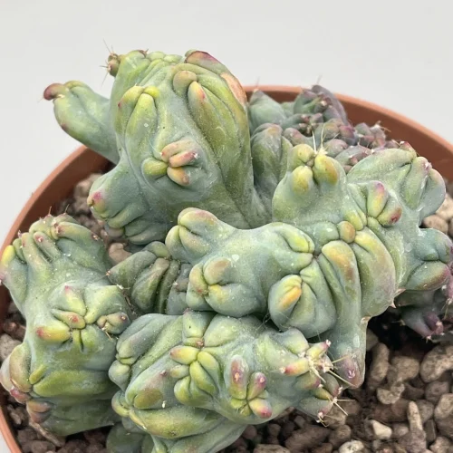Myrtillocactus Geometrizans Strictus Cv Sergi- Vaso 10