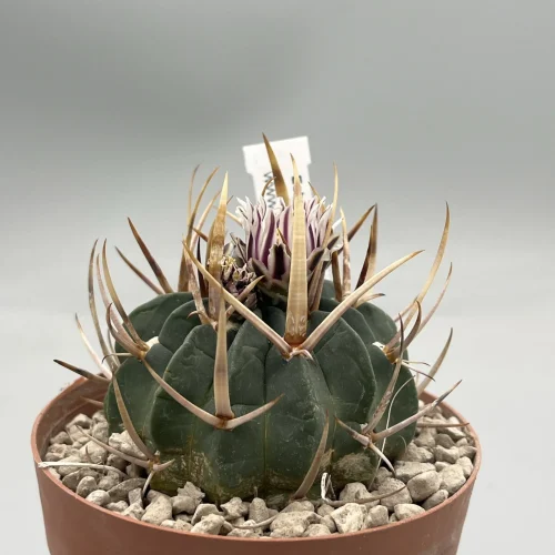 Echinofossulocactus coptonogonus spina lunga vaso 10.cm