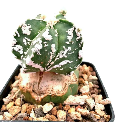 Astrophytum myriostigma hakuun – Vaso 7*7