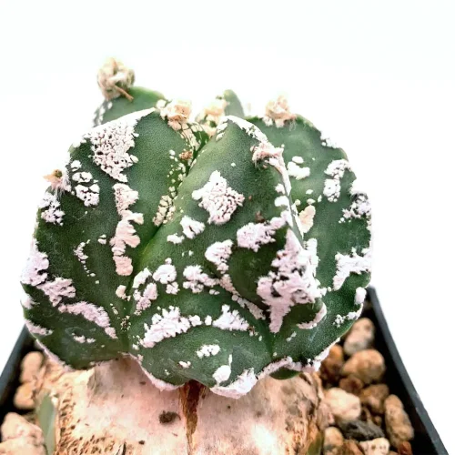 Astrophytum myriostigma hakuun – Vaso 7*7