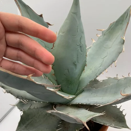 Agave Titanota White Ice – Vaso 20