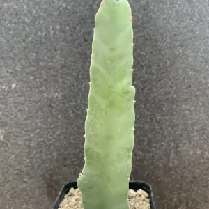 Caralluma foetida vaso 9