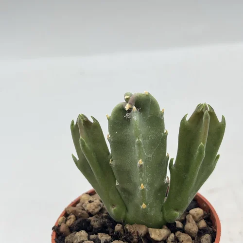Stapelia desmetiana ibrido Oasicactus
Desmetiana x gigantea, dimensione Fiore 25 cm vaso 5,5