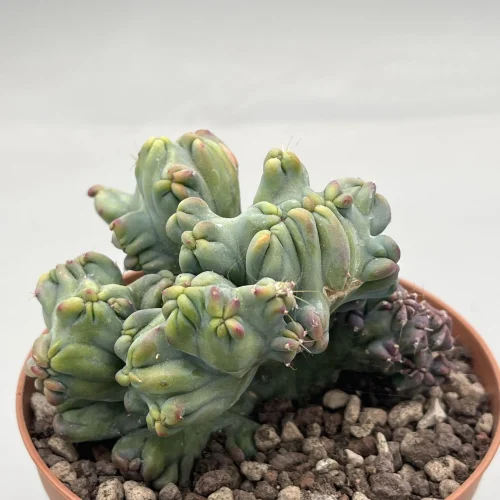 Myrtillocactus Geometrizans Strictus Cv Sergi- Vaso 10