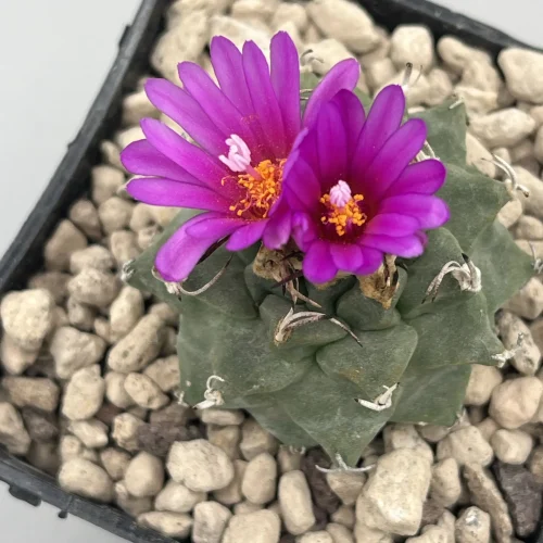 Turbinicarpus alonsoi xichu – Vaso 7 cm pianta adulta