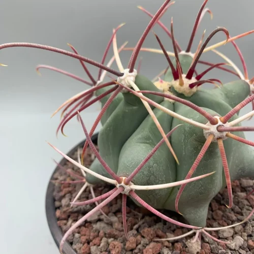 Ferocactus Emoryi – Vaso 14