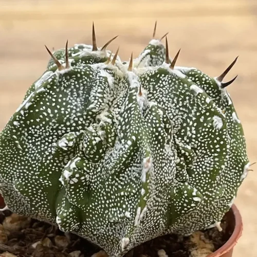 Astrophytum ornatum X fukuryu Vaso 5,5