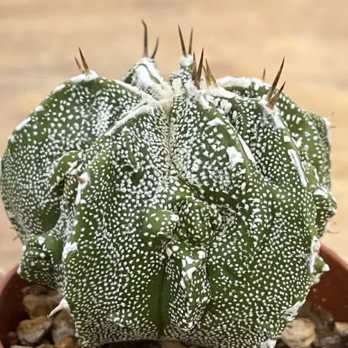 Astrophytum ornatum X fukuryu Vaso 5,5