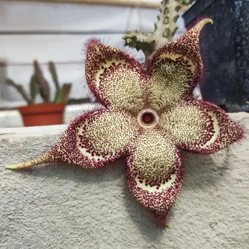 Edithcolea grandis  Somalia vaso 7