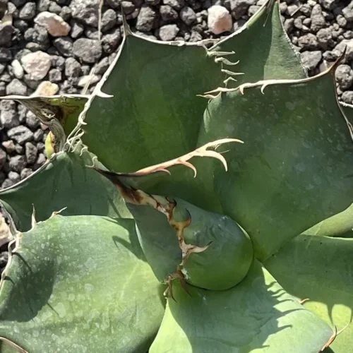 Agave Titanota pot 18 cm