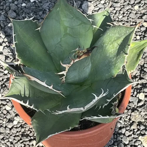 Agave Titanota pot 18 cm