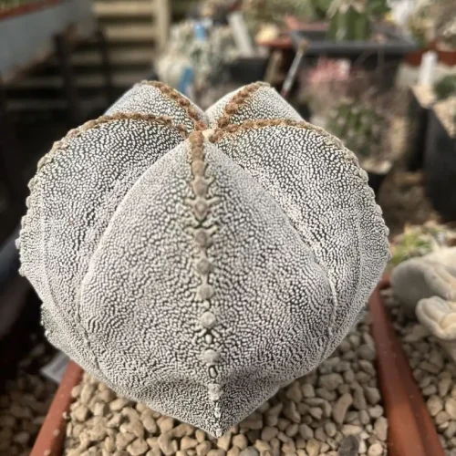 Astrophytum onzuka V-type vaso 14