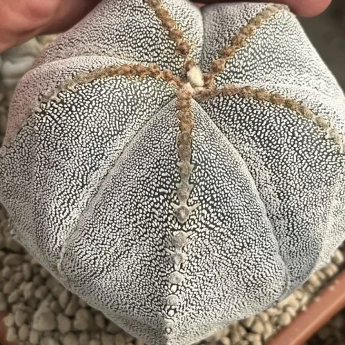 Astrophytum onzuka V-type vaso 14
