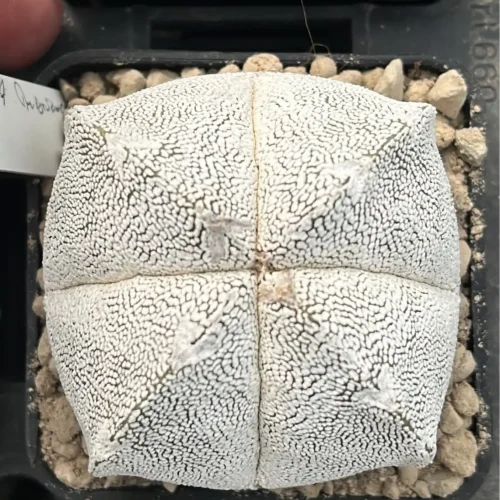 Astrophytum Onzuka V type – Vaso 7*7