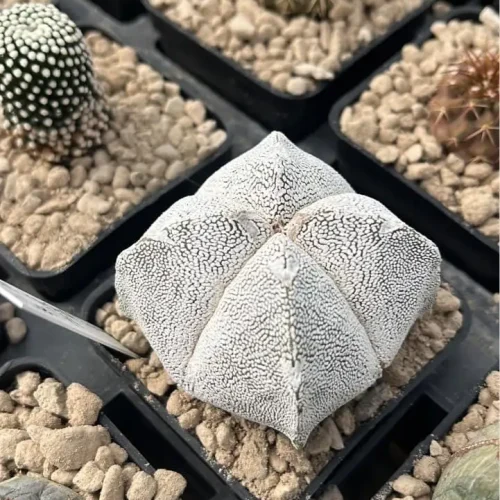 Astrophytum Onzuka V type – Vaso 7*7