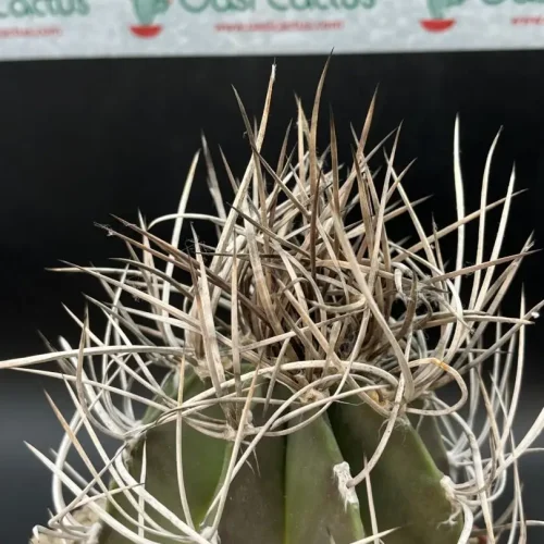 Astrophytum capricorne crassispinum vaso 14