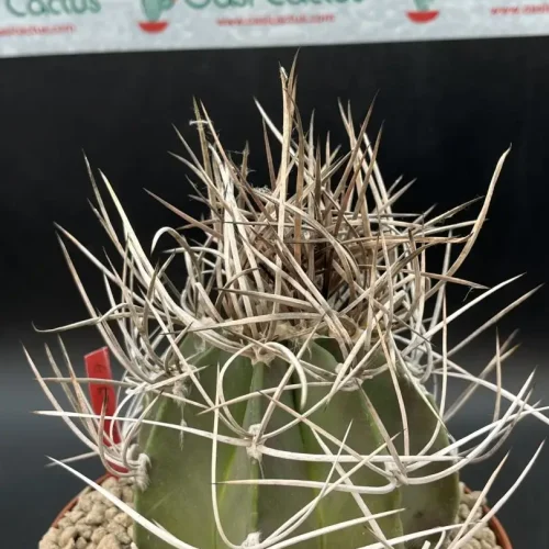 Astrophytum capricorne crassispinum vaso 14