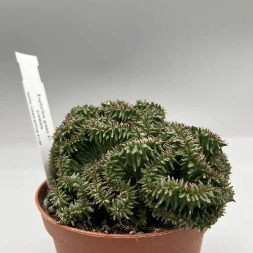 Euphorbia horrida green elf