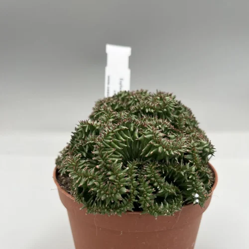 Euphorbia horrida green elf