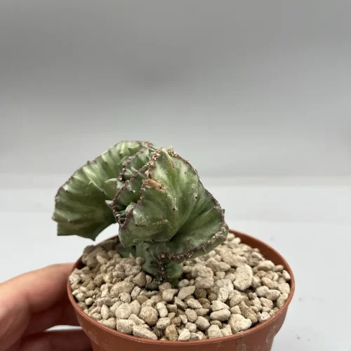 Euphorbia Lactea crestata