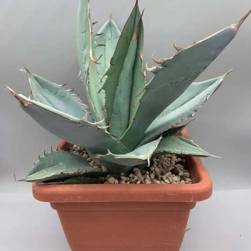 Agave titanota white ice
Vaso 18 cm