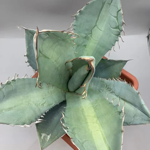 Agave titanota white ice
Vaso 18 cm