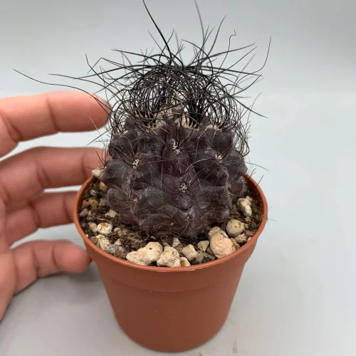 Eriosyce crispa vaso 8 cm
