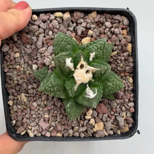 Ariocarpus fissuratus var hintonii vaso 10 cm