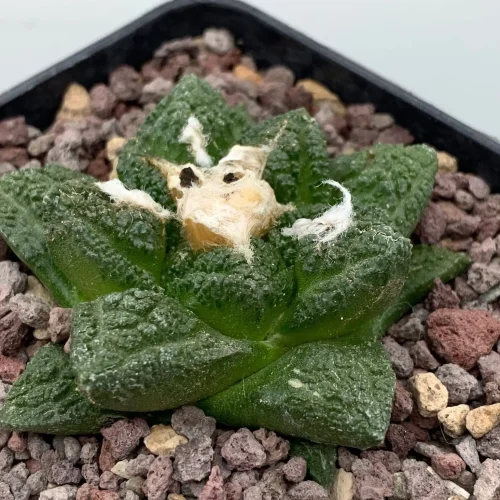 Ariocarpus fissuratus var hintonii vaso 10 cm