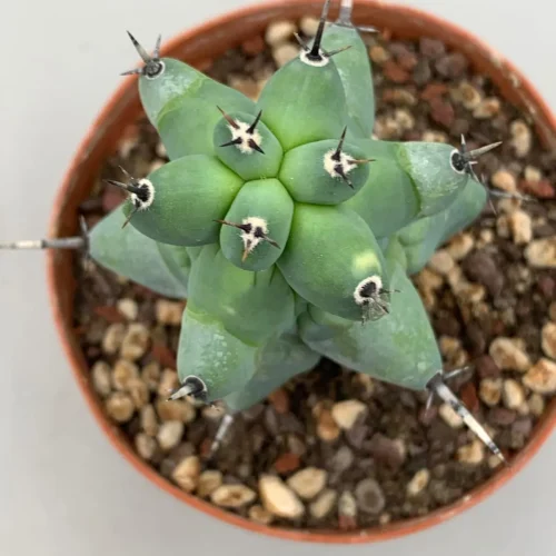 Myrtillocactus geometrizan var fukurokurinziboku vaso 10 cm h 10 cm