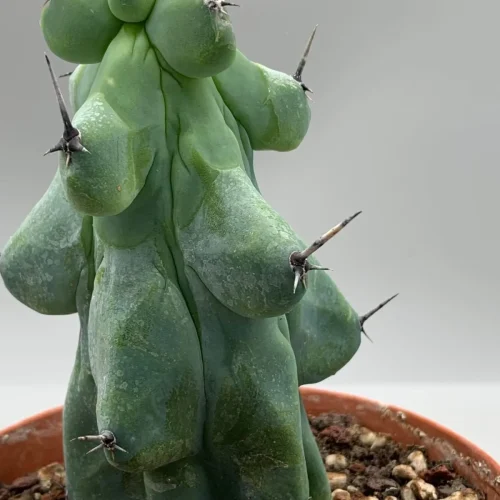 Myrtillocactus geometrizan var fukurokurinziboku vaso 10 cm h 10 cm
