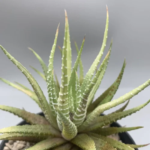 HAWORTHIA FASCIATA VARIEGATA VASO 10