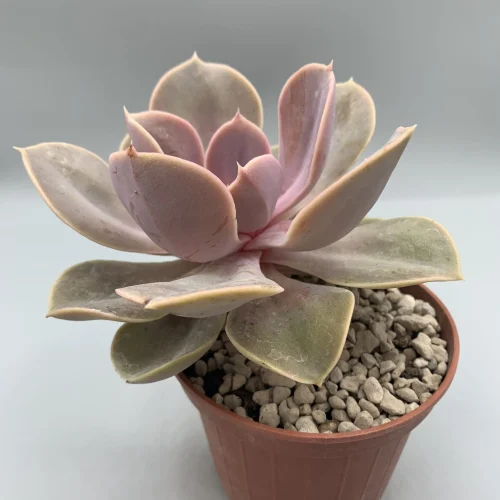 ECHEVERIA PERLA DI NORIMBERGA RAIMBOW VASO 10
