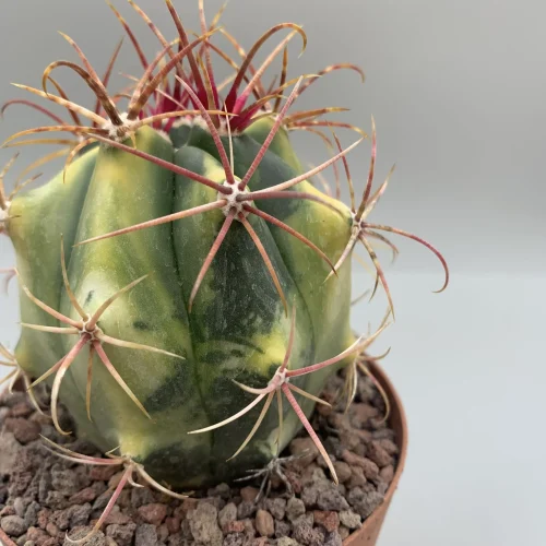 FEROCACTUS ACANTHODES HYBRID VARIEGATO VASO 10 CM