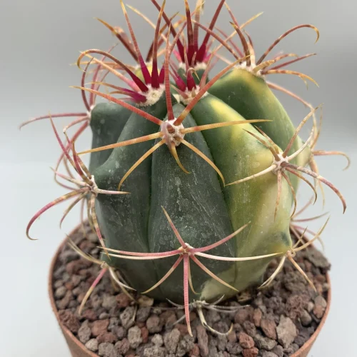 FEROCACTUS ACANTHODES HYBRID VARIEGATO VASO 10 CM