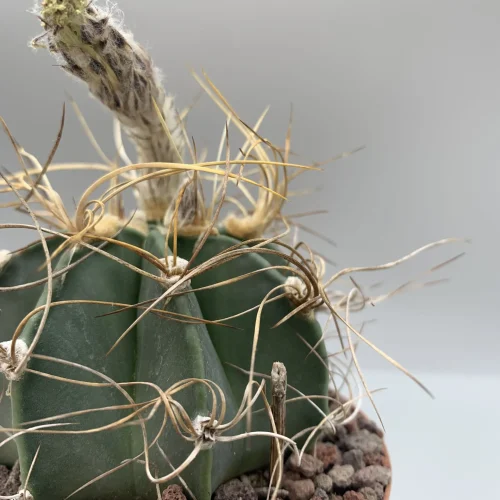 ASTROPHITUM CAPRICORNE SENILE-AUREUM SIERRA PAILA VASO 10 cm