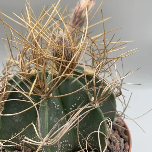 ASTROPHITUM CAPRICORNE SENILE-AUREUM SIERRA PAILA VASO 10 cm