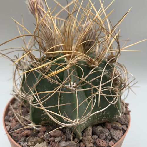 ASTROPHITUM CAPRICORNE SENILE-AUREUM SIERRA PAILA VASO 10 cm