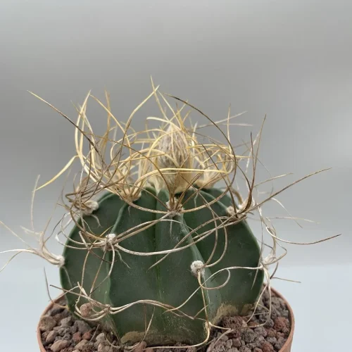ASTROPHITUM CAPRICORNE SENILE-AUREUM SIERRA PAILA VASO 10 cm