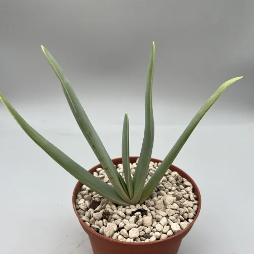 Aloe plicatilis vaso 10 cm